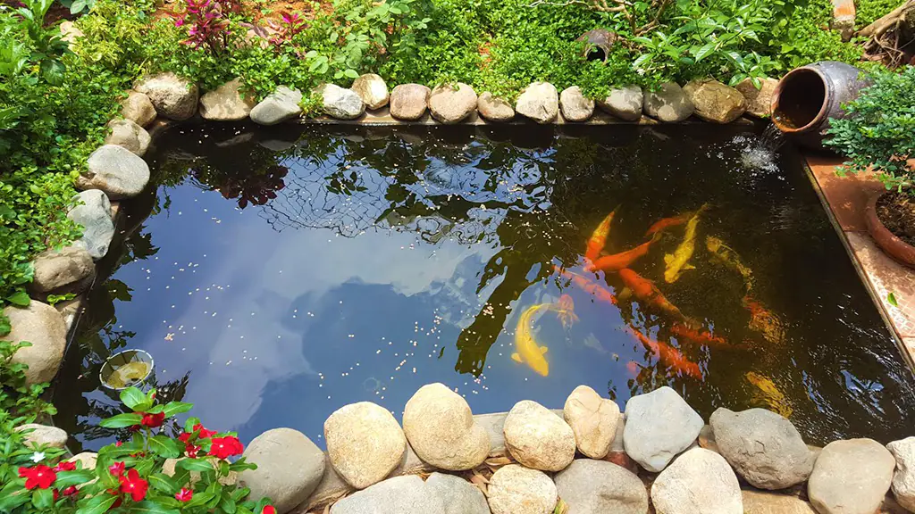 Hồ Cá Koi Đạt Chuẩn