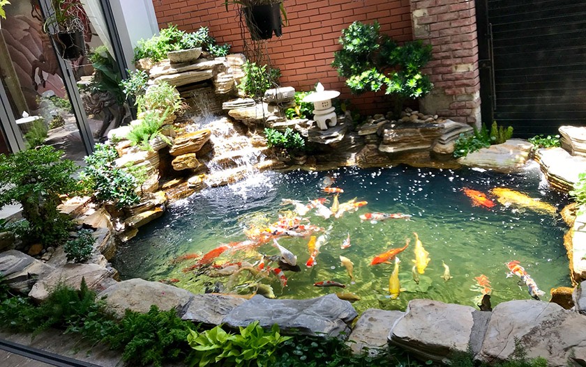 Hồ Cá Koi Đạt Chuẩn