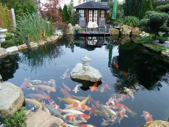 Hồ Cá Koi Đạt Chuẩn