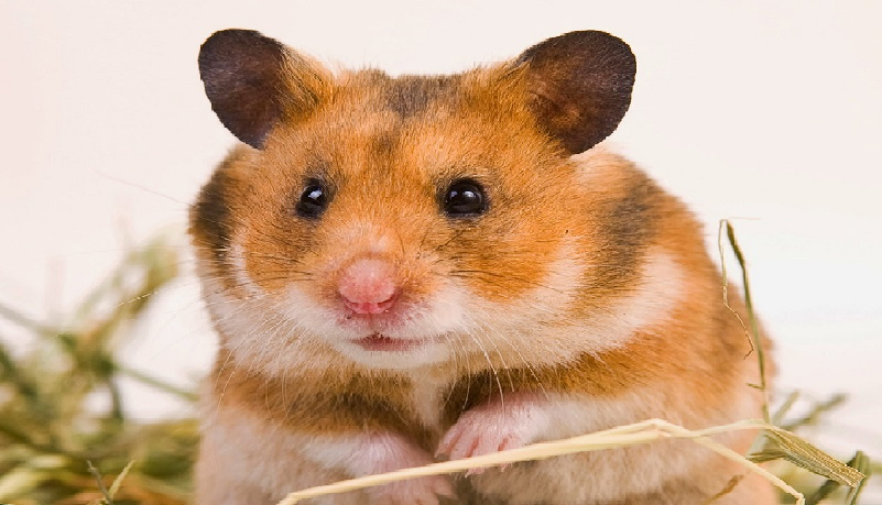 Hamster Bear - Syrian