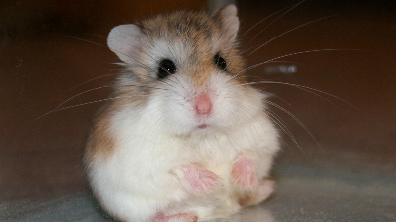 Hamster Robo