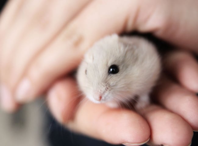 Hamster Trung Quốc (Chinese Hamster)