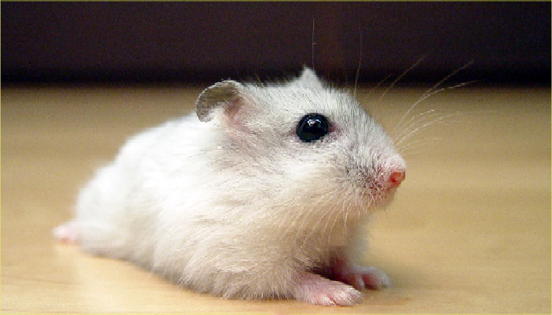 Hamster Winter White