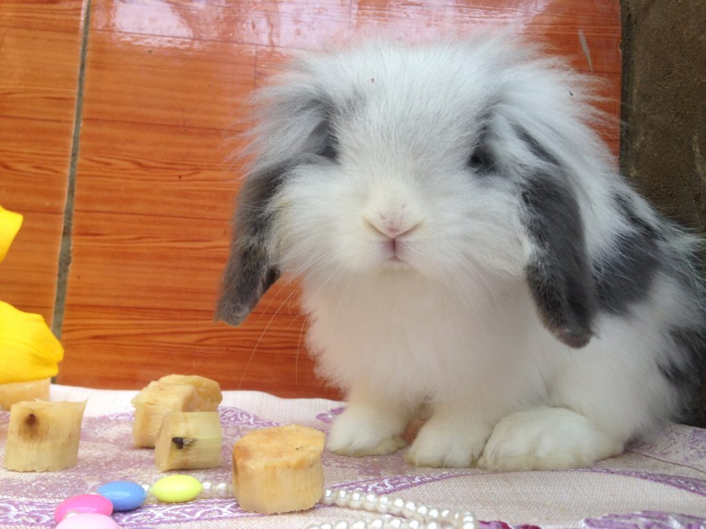 Holland Lop (Thỏ tai cụp Hà Lan)