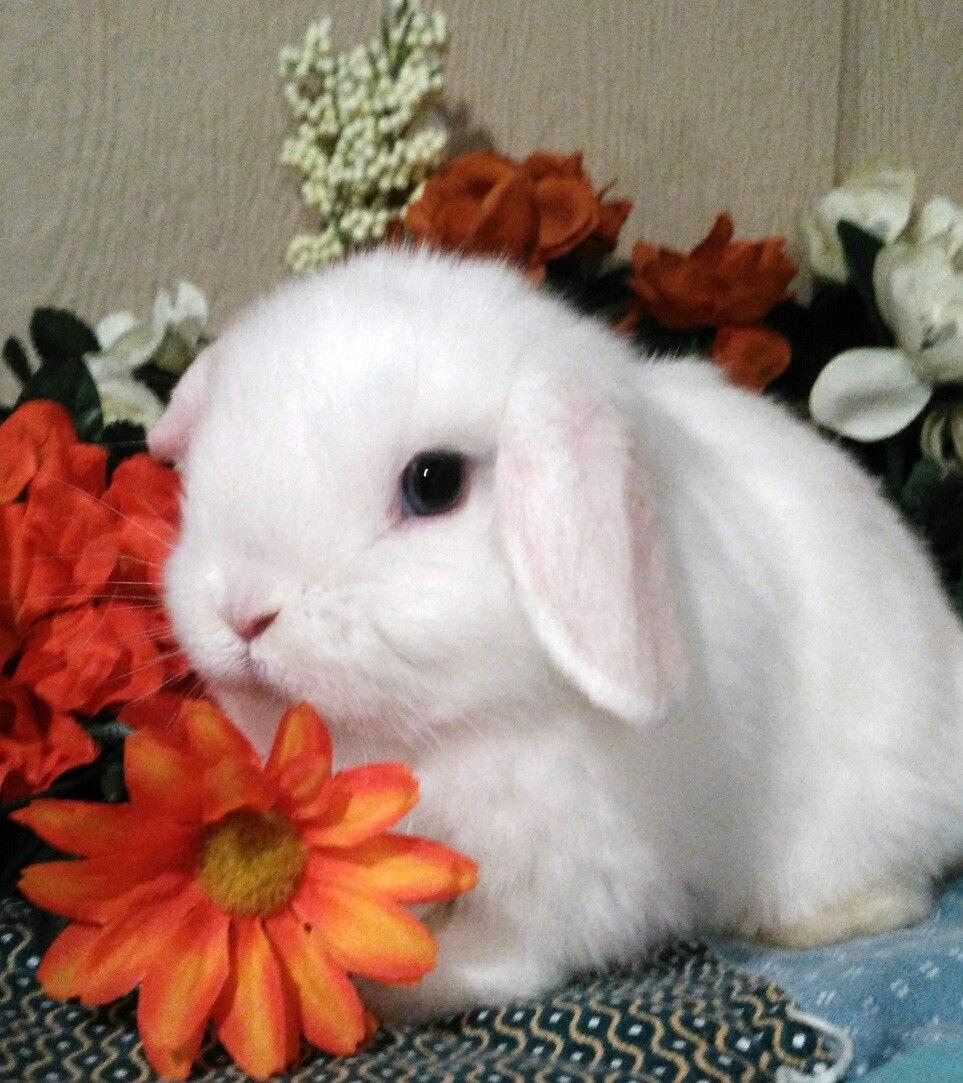 Holland Lop (Thỏ tai cụp Hà Lan)