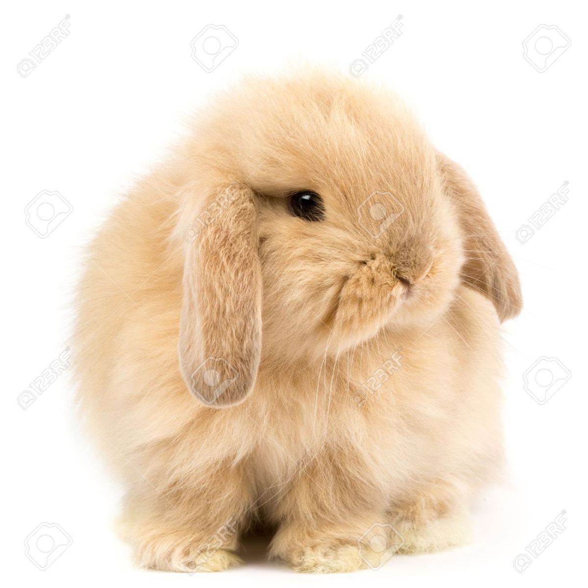 Holland Lop (Thỏ tai cụp Hà Lan)