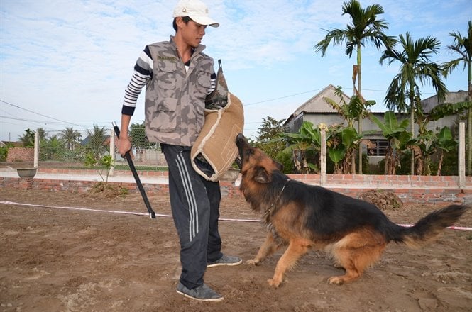 Huấn luyện chó dữ