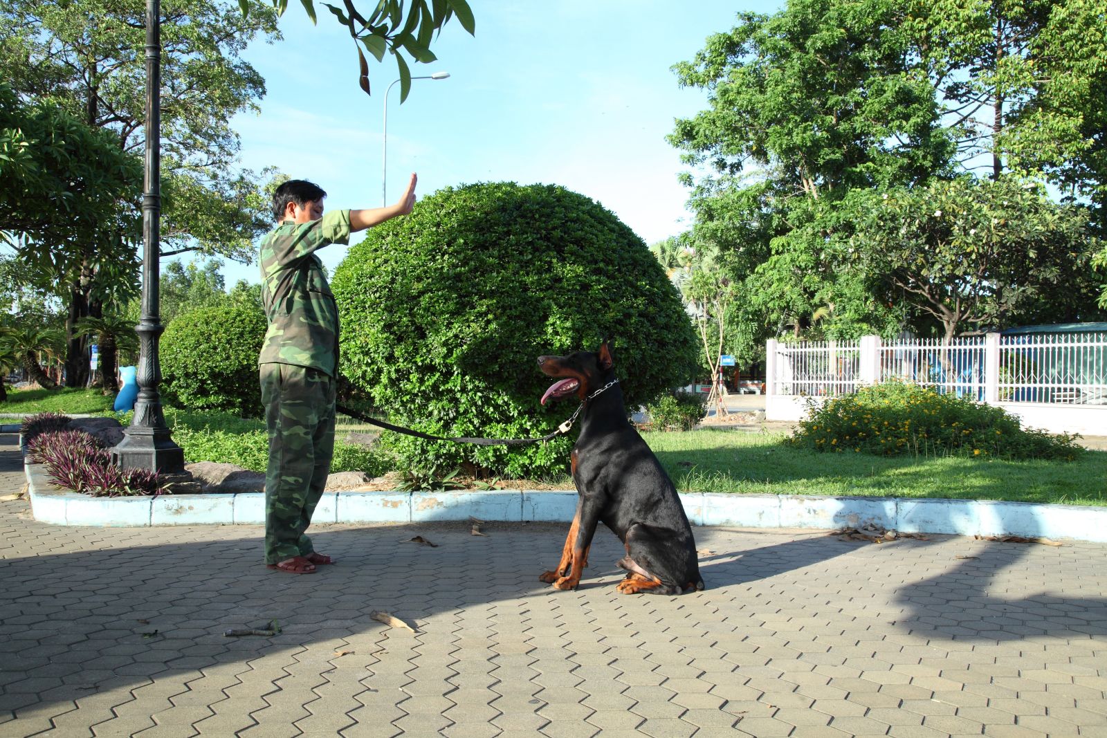 Huấn luyện chó dữ