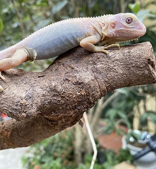 Hypo translucent Iguana