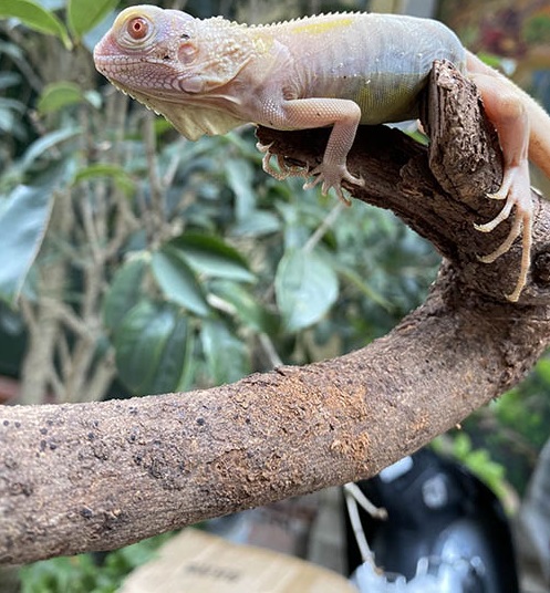 Hypo translucent Iguana