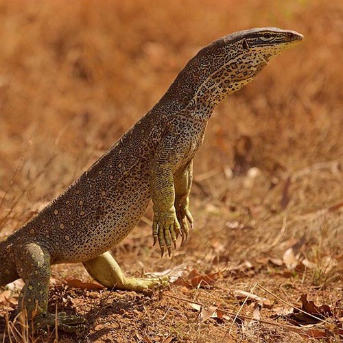 Kỳ Đà Argus Monitor