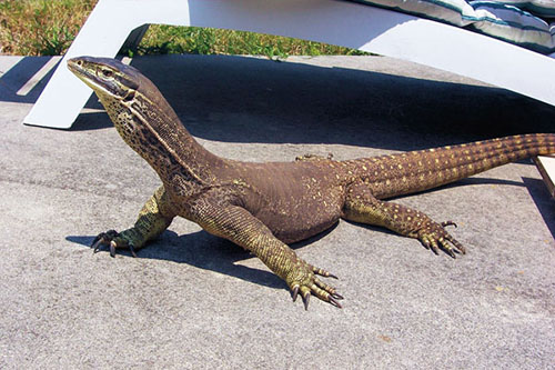 Kỳ Đà Argus Monitor