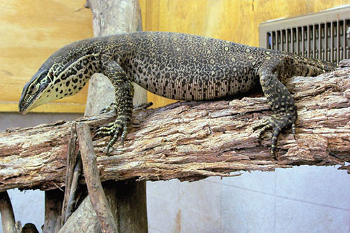 Kỳ Đà Argus Monitor