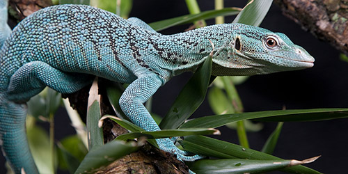 Kỳ Đà Cây Tree Monitor