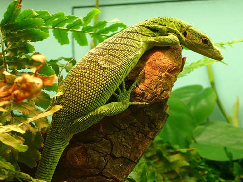 Kỳ Đà Cây Tree Monitor