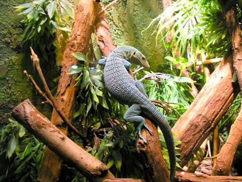 Kỳ Đà Cây Tree Monitor