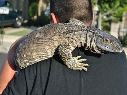 Kỳ Đà Cổ Đen Black Throat Monitor