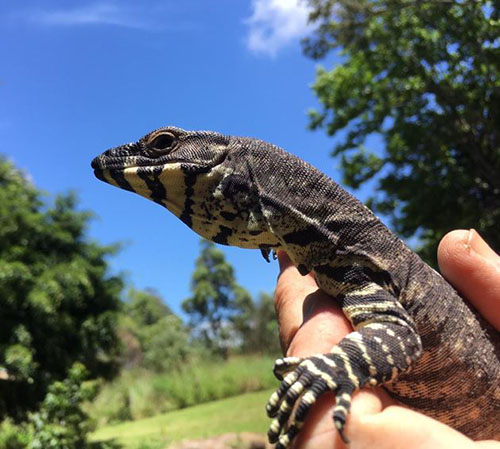 Kỳ Đà Lace Monitor