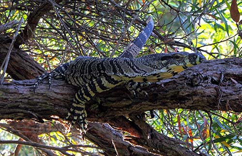 Kỳ Đà Lace Monitor