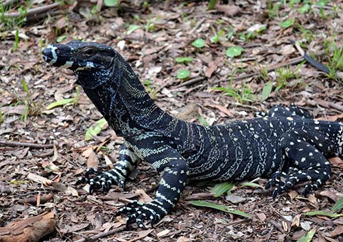 Kỳ Đà Lace Monitor