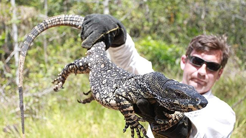 Kỳ Đà Lace Monitor