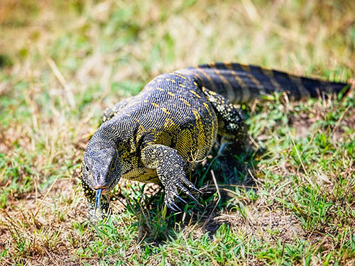 Kỳ Đà Nile Monitor