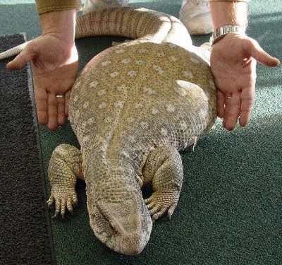 Kỳ Đà Savannah Monitor