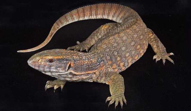 Kỳ Đà Savannah Monitor