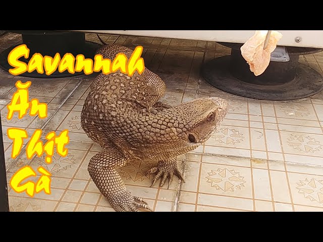 Kỳ Đà Savannah Monitor