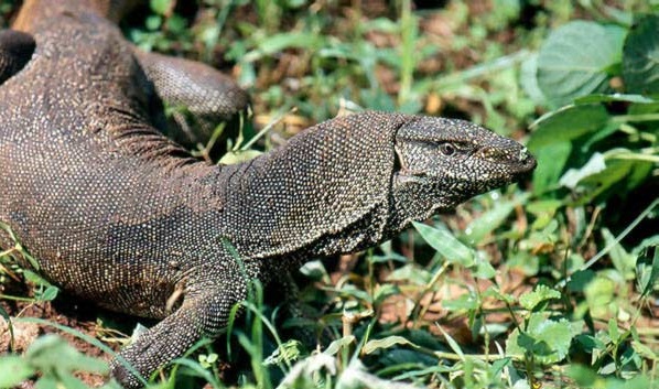 Kỳ Đà Vân Bengal Monitor