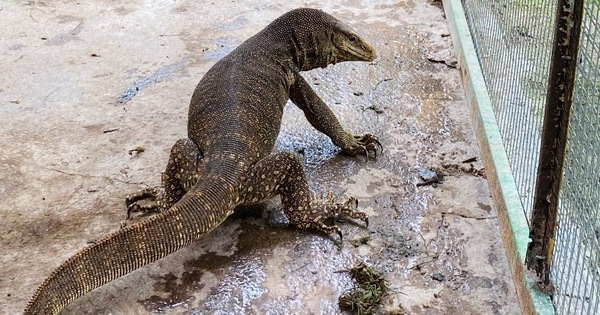 Kỳ Đà Vân Bengal Monitor