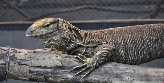 Kỳ Đà Vân Bengal Monitor