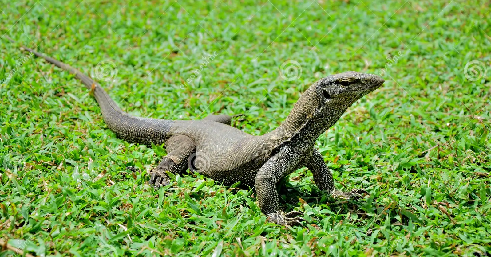 Kỳ Đà Vân Bengal Monitor