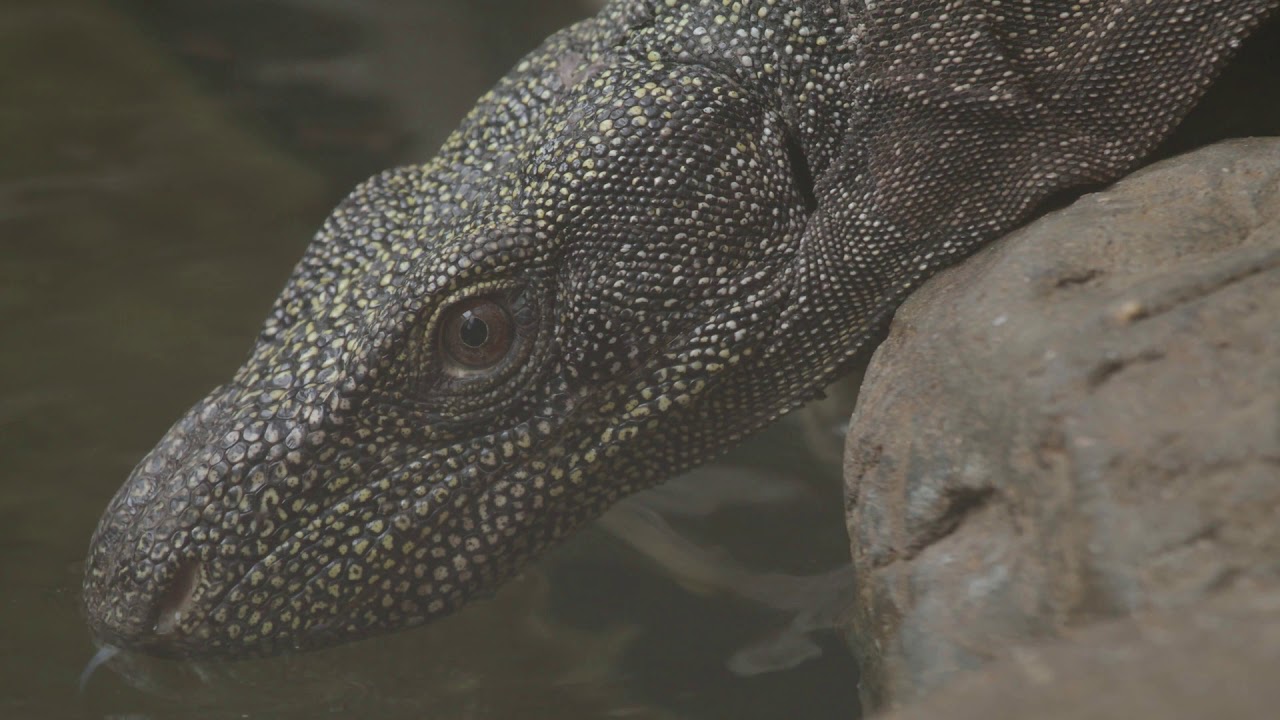 Kỳ đà Crocodile Monitor