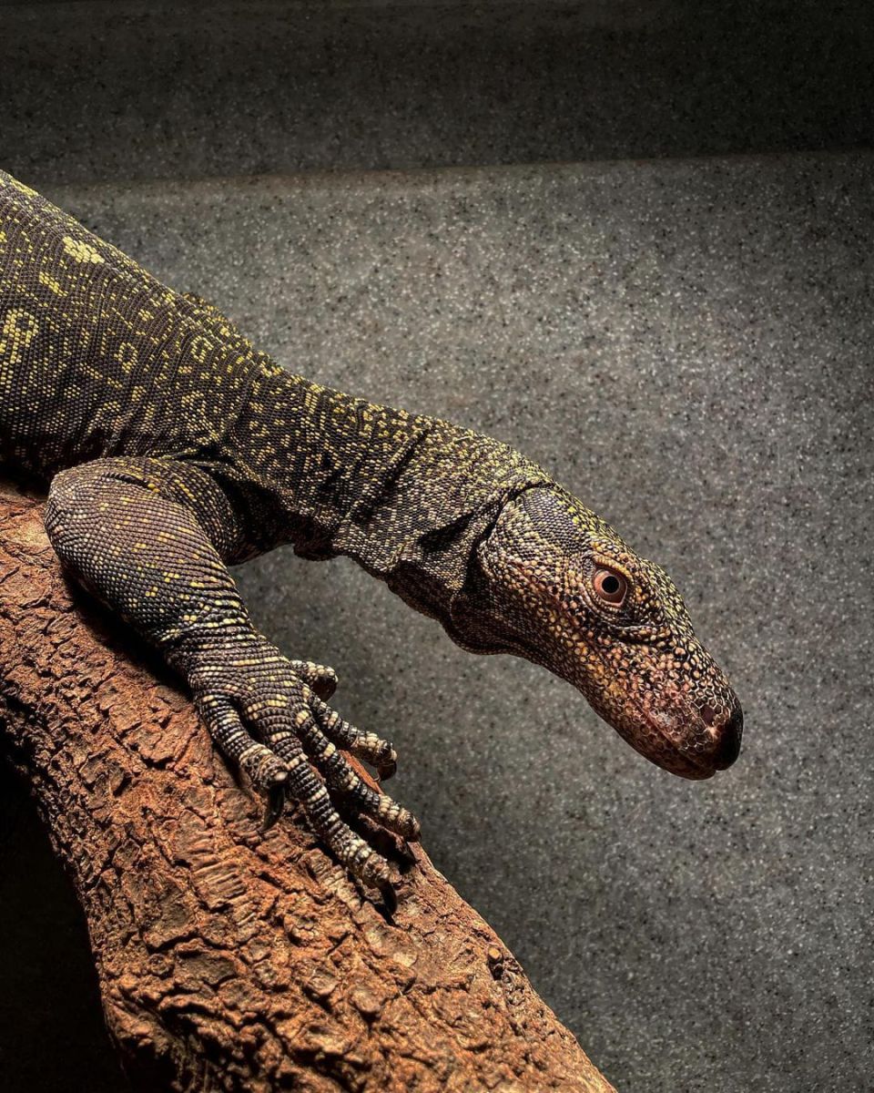 Kỳ đà Crocodile Monitor