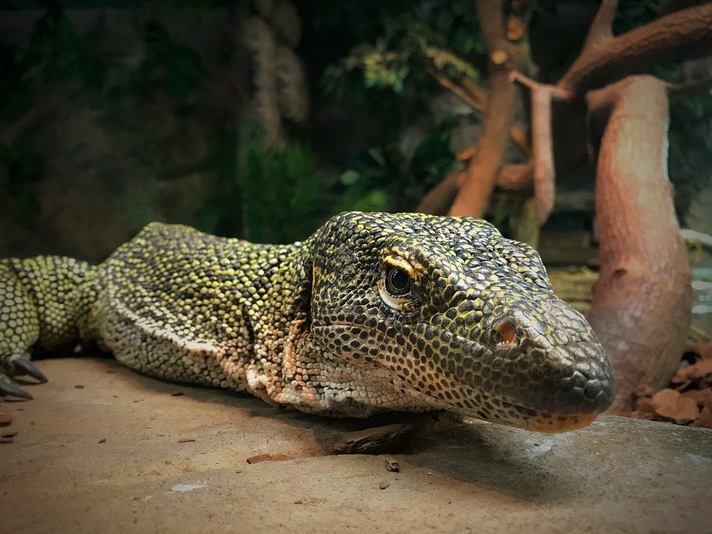 Kỳ đà Crocodile Monitor