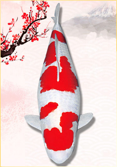 Cá Koi Kohaku