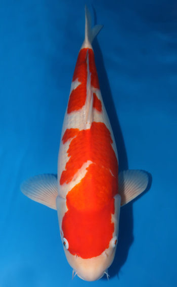 Cá Koi Kohaku