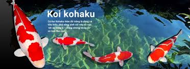 Cá Koi Kohaku