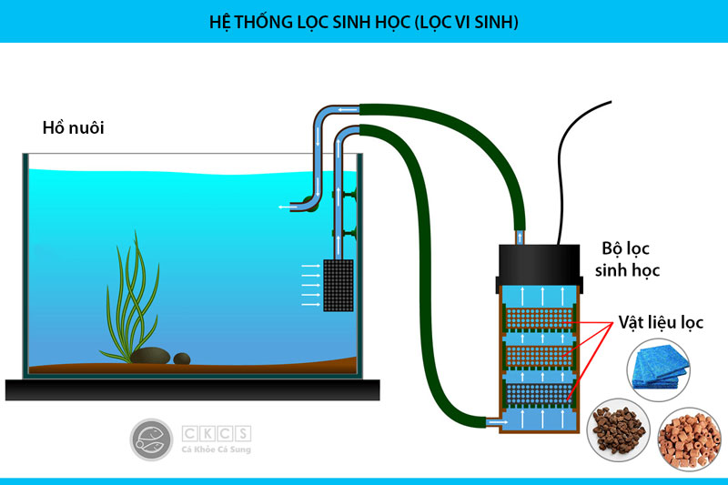 Lắp Lọc Vi Sinh Cho Bể Cá