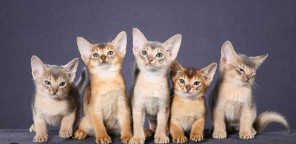 ​  Giống mèo Abyssinian  màu lilac