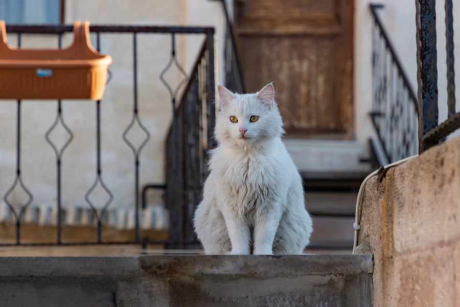  Mèo Angora Thổ Nhĩ Kỳ