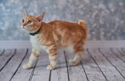 Mèo Bobtail Mỹ