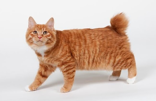 Mèo Bobtail Mỹ