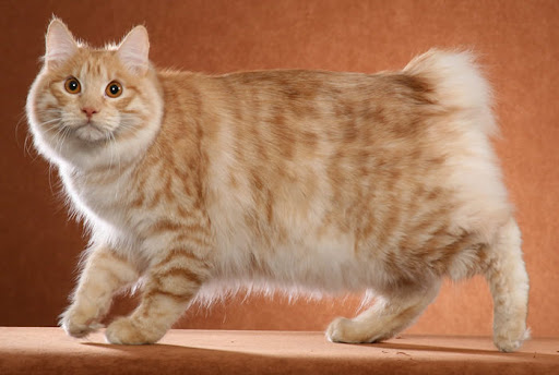 Mèo Bobtail Mỹ