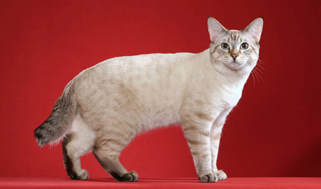 Mèo Bobtail Mỹ