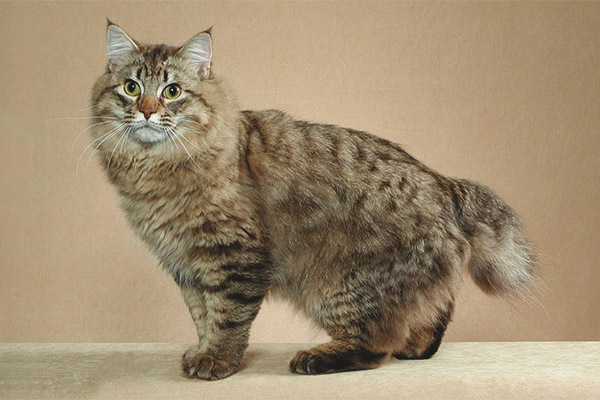 Mèo Bobtail Mỹ