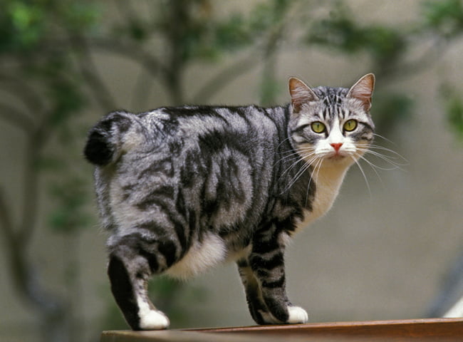 Mèo Bobtail Mỹ