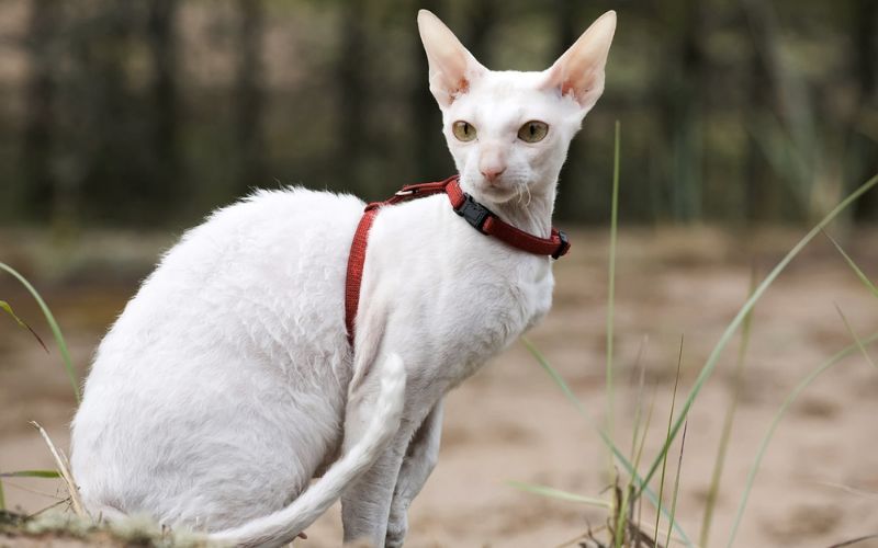 Mèo Cornish Rex