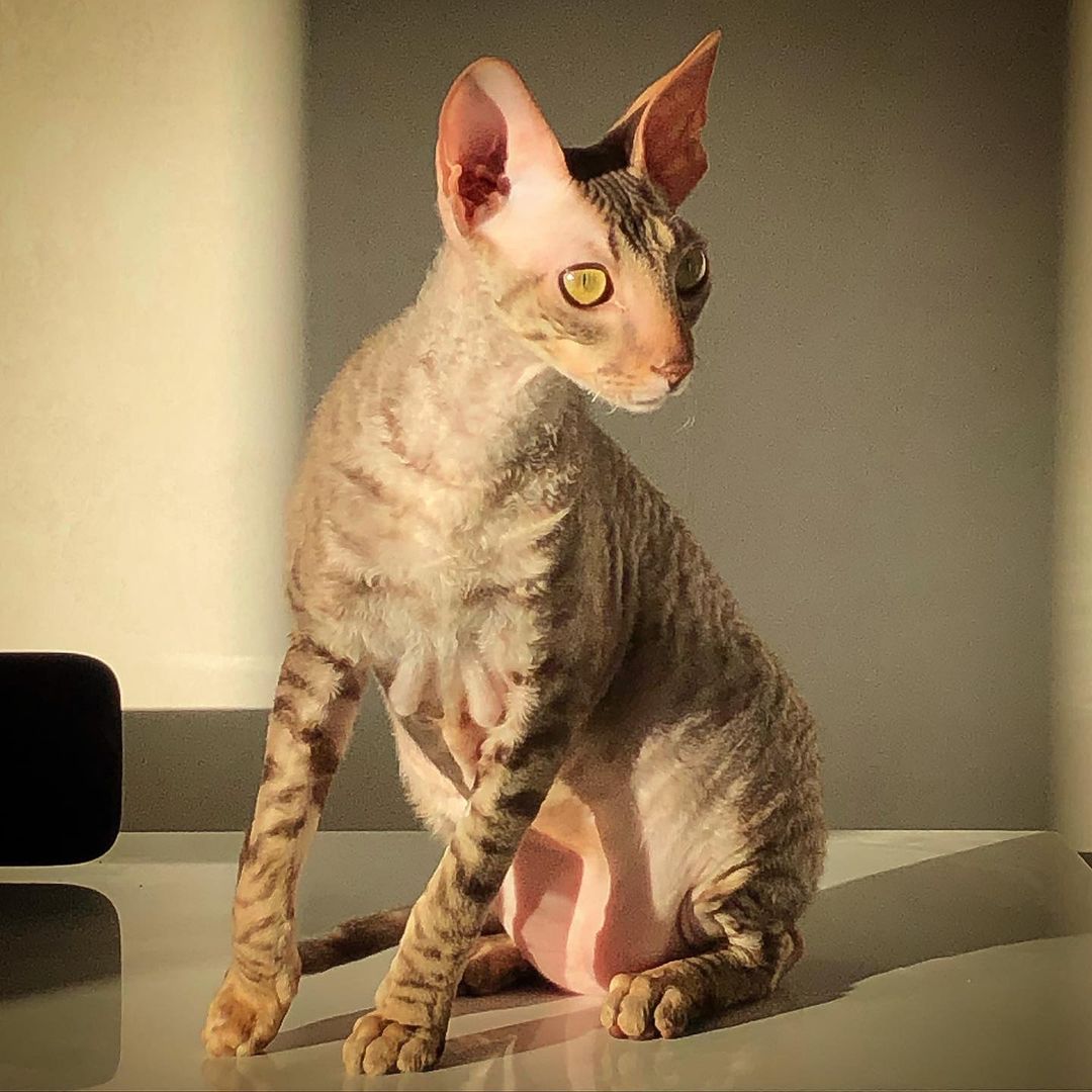 Mèo Cornish Rex